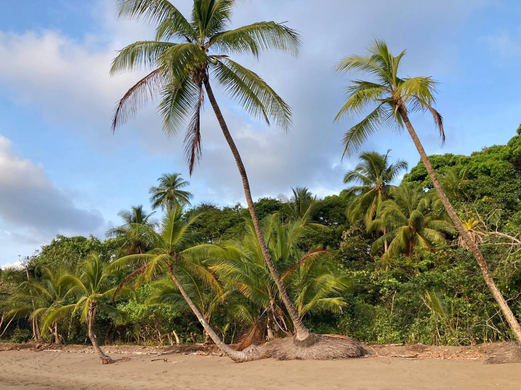 Corcovado&Drake Inn Drake Bay Exterior foto